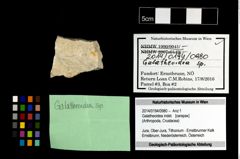 Foto (Objekt + Etikett) von Galatheoidea indet.  (NHMW-GEO-2014-0194-0980)